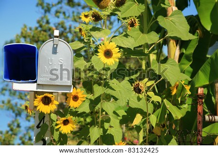 rural mail boxes with beautiful sunflowers all around outside in the summer sun