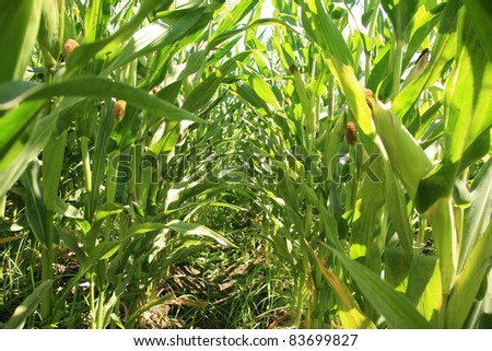 corn growing in a corn field. this is an example of 