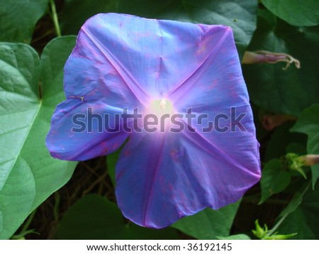 Tropical Blue Flower full of life