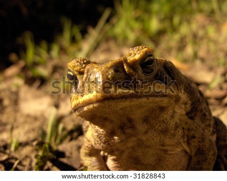 stock-photo-cane-toad-frown-31828843.jpg