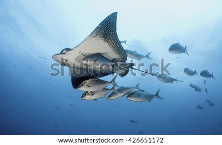 Eagle ray swimming with a small school of jack fish, Galapagos Islands, Ecuador