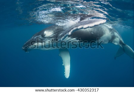 Humpback whale calf playing on the surface as it comes up to breath, Kingdom of Tonga