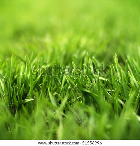 Fresh bright green grass, macro, shallow focus