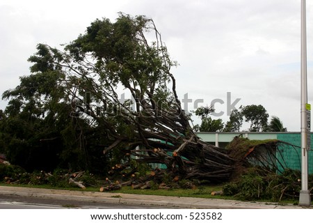 Damage by hurricane Katrina: A tree fell because of high wind, Thursday, Aug. 25, 2005, in Miami Florida.