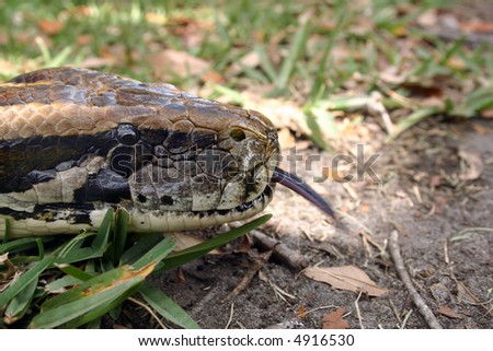 Burmese Python sensing with the tongue [Python molurus bivittatus].
