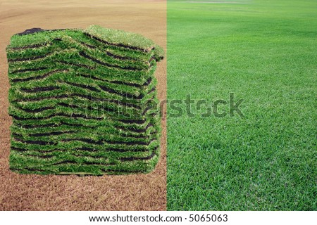 Dry grass, green grass. Sod for landscaping the lawn - 