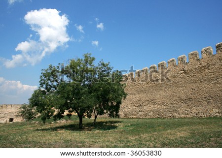 The tree growing near to a stone wall in a court yard of an ancient fortress