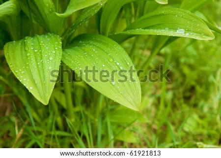 beautiful wet leaves of wild garlic after the rain