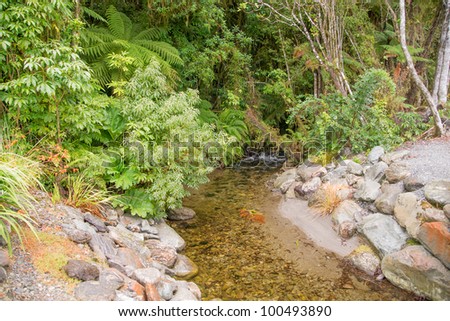 New Zealand fern forest in the town of Fox Glacier, South Island