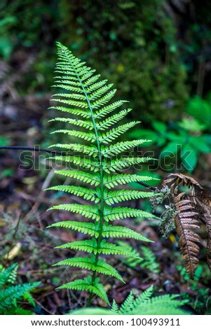 Fox Fern