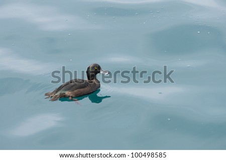Black teal, (or scaup) is a diving duck in New Zealand.  It  may stay down for twenty to thirty seconds and go down three metres to look for  plants, small fish and water snails, mussels and insects