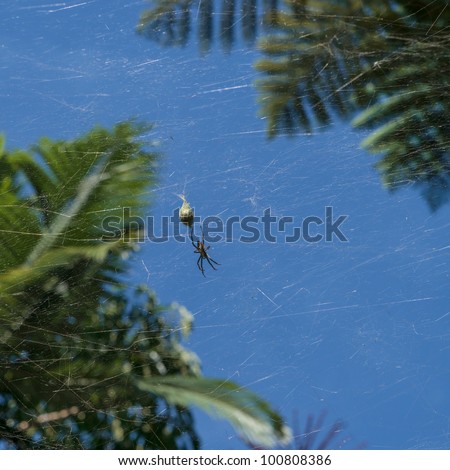 Cairns Spiders