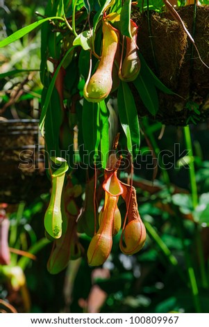 Pitcher plants on tendrils in Cairns, Australia.   Carnivorous plants whose prey-trapping mechanism is a slippery pitfall trap, a deep cavity filled with liquid.  It feeds on flies and other insects.
