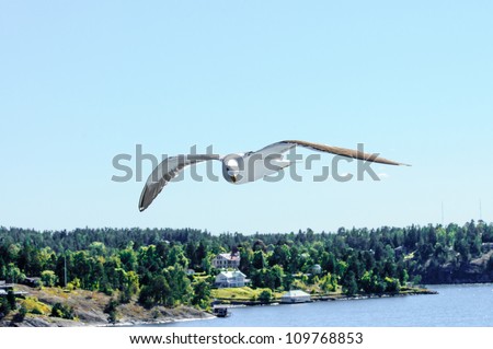 Herring gull, or lesser black-backed gull soaring, in Stockholm archipelago, Sweden