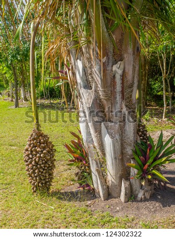 American palm oil  tree and nuts near Costa Maya, Mexico
