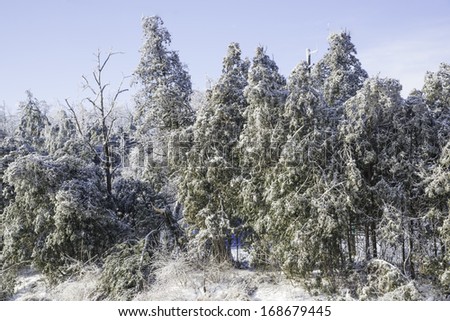 Forest after the ice storm