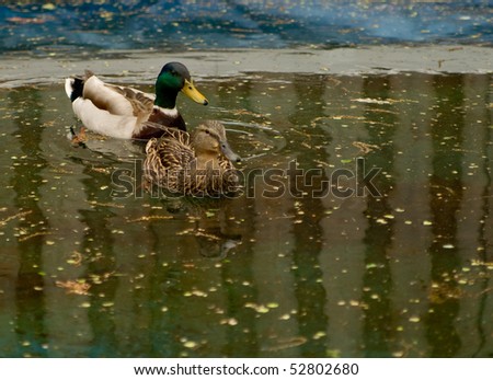 male and female mallard pair in rain water on winter pool cover
