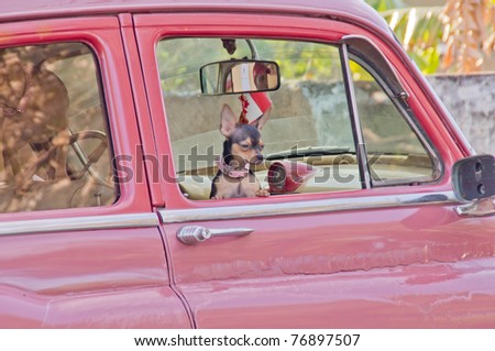 HAVANA, CUBA - FEB 15: Pet dog rides in a vintage American Car on February 15, 2011 in Havana, Cuba.  Cubans have held on to vintage automobiles for many decades due to limited access to new cars.