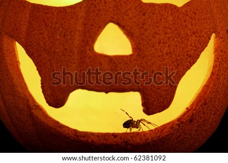 Garden spider inside halloween pumpkin