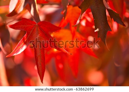 Autumn red Maple leaf background