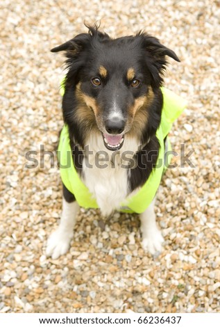 Border Collie wearing hi vis Jacket on beach