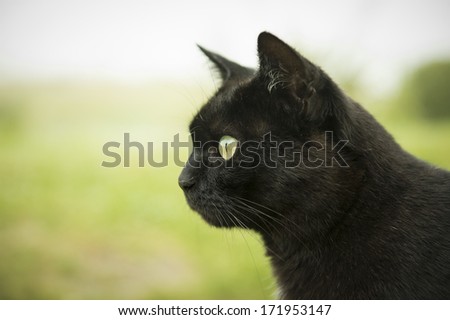 black cat with green eyes staring