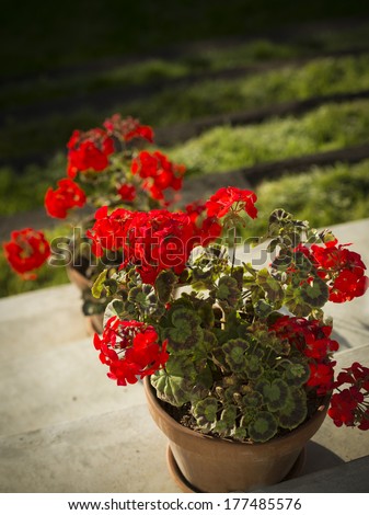 beautiful red geranium in flower pot