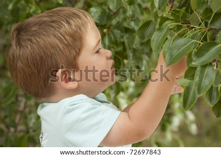 little boy looking into tree looking for fruit to pick