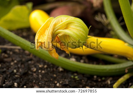 squash blossom growing on plant in vegetable garden with yellow zucchini in background