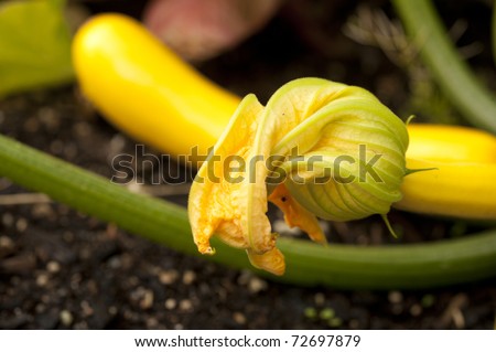 squash blossom growing in garden with yellow zucchini in background