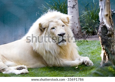 Lion Stock