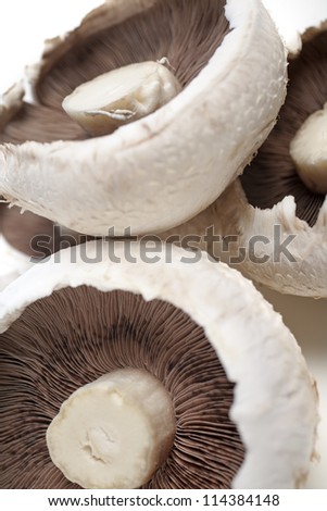 Freshly picked mushrooms