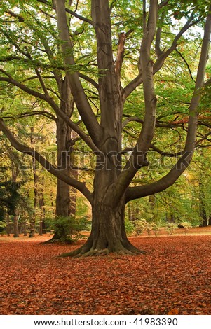 A big tree in park, autumn time.