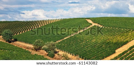 Vineyards all over hills at Chianti, Italy.