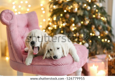 Labrador puppies, new year, gifts