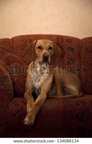 Dog lying on the sofa