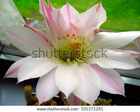 large pink flower small cactus in a pot on the window