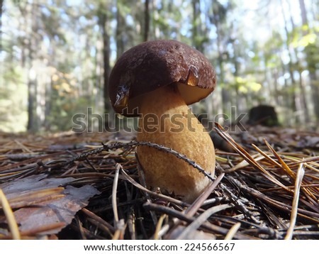 Forest mushrooms growing in pine needles. Edible Bay Bolete (Boletus badius ) in Poland Europe