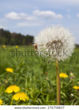 small spider and dandelion, meadow in May, flowering yellow dandelions full as the background