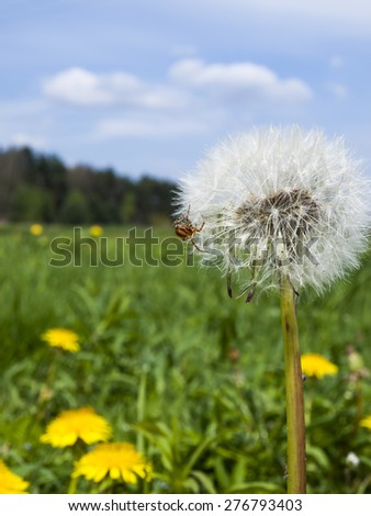 small spider and dandelion, meadow in May, flowering yellow dandelions full as the background
