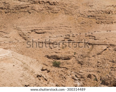 Judaean Desert Negeb- The Holy Land, Israel