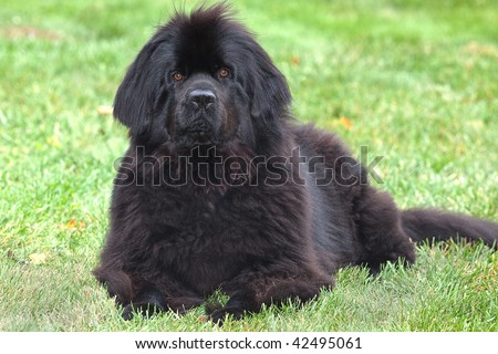 Purebred newfoundland dog stays down during obedience training