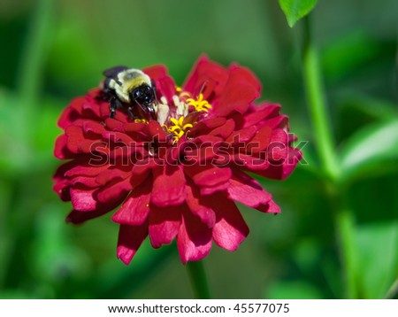 A bumble bee feeds on a flower. The bee\'s proboscis can clearly be seen probing for nectar.