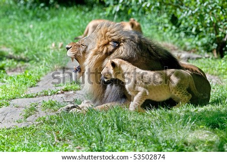 Male lion and his cub