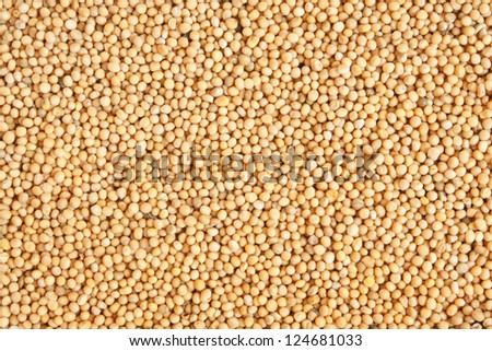 White mustard seeds, for backgrounds or textures