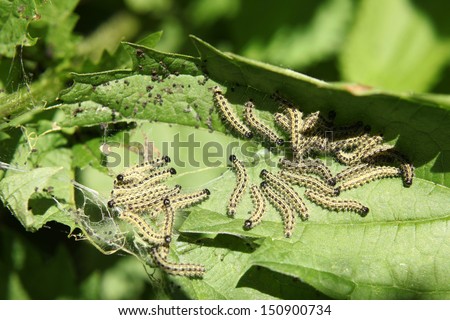 Caterpillars of a Small Tortoiseshell on a Stinging Nettle, a horizontal picture