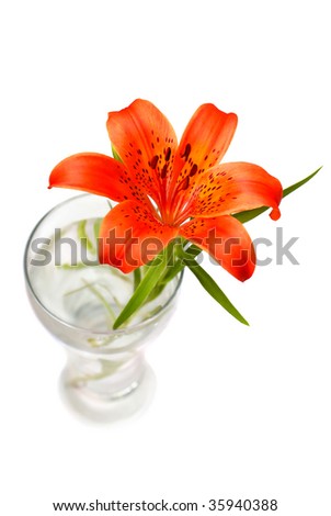 red tiger lily bouquet. Red+tiger+lily+drawing
