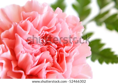 Closeup of pink carnation on a white background