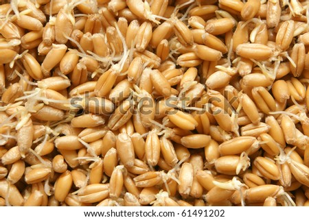 Wheat germs macro texture background