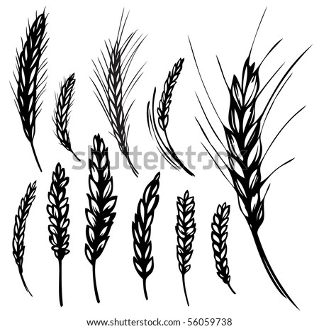 Stock Of Wheat